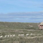 Ellenbogen Sylt (3)