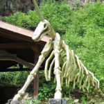 Einhornhöhle (2)