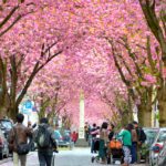 Kirschblüte Bonn (1)