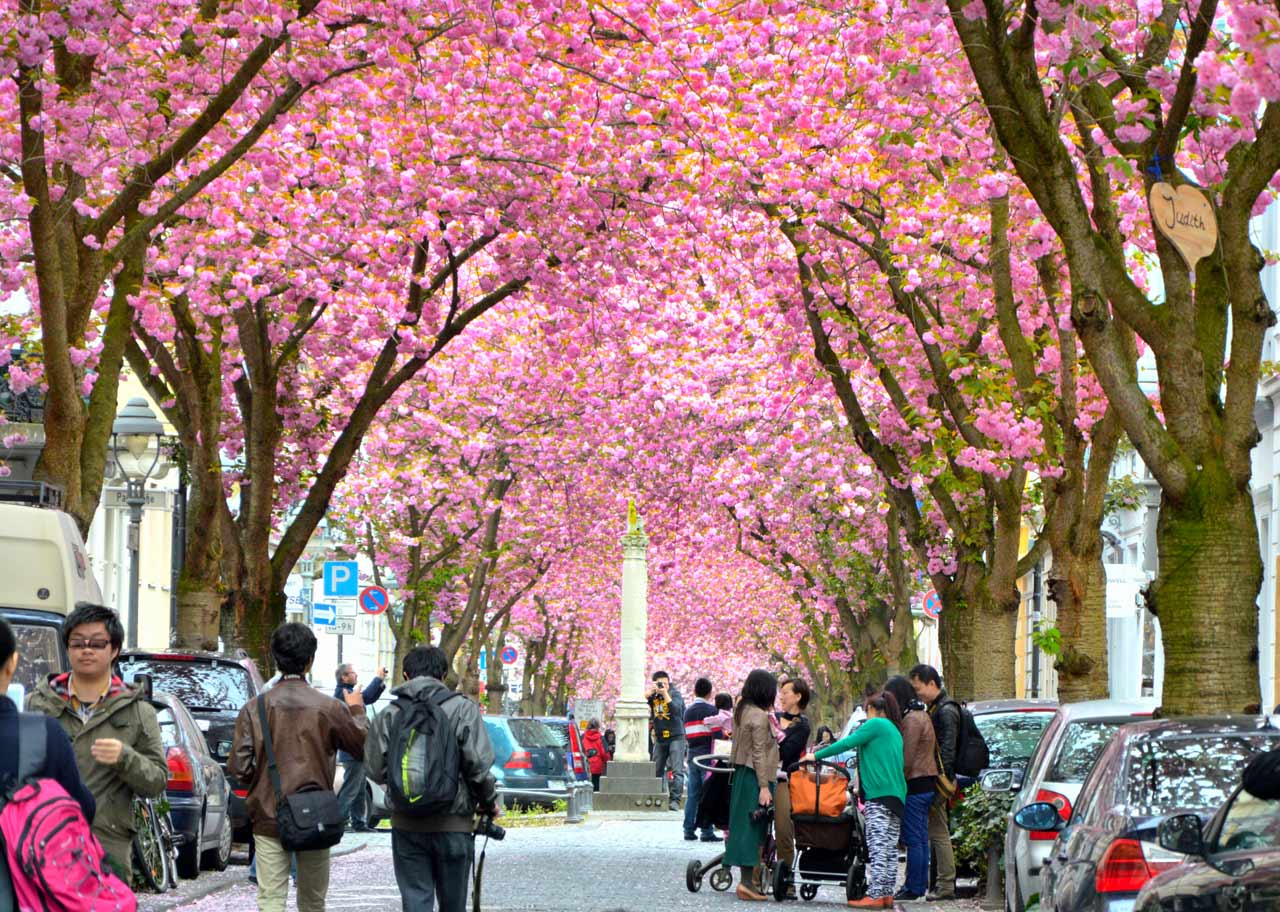 Kirschblüte Bonn