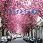 Kirschblüte Bonn (3)