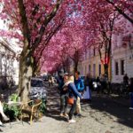 Kirschblüte Bonn (4)