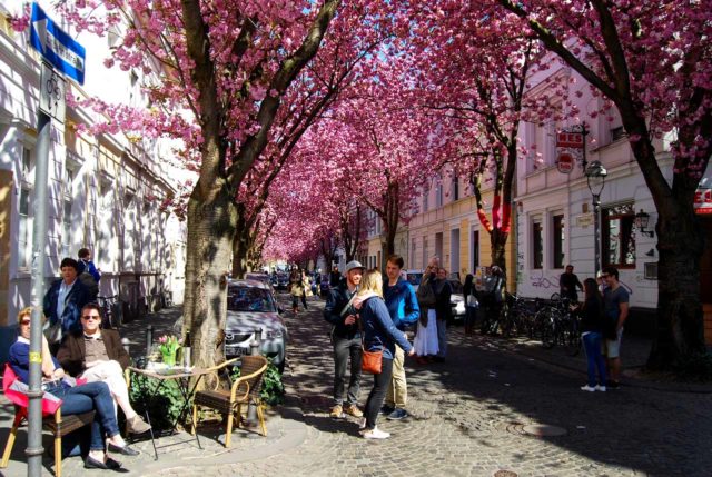 Kirschblüte Bonn