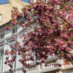 Kirschblüte Bonn (6)