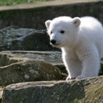 Knut der Eisbär (1)