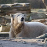 Knut der Eisbär (3)