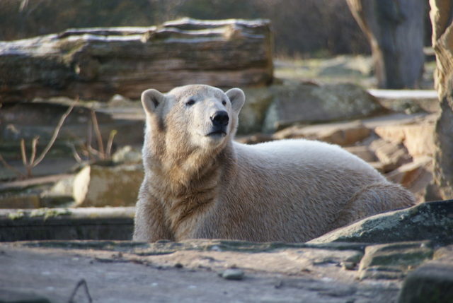 Knut der Eisbär