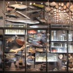 Museum für Naturkunde Berlin (6)