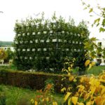 Platanenkubus Nagold (1)