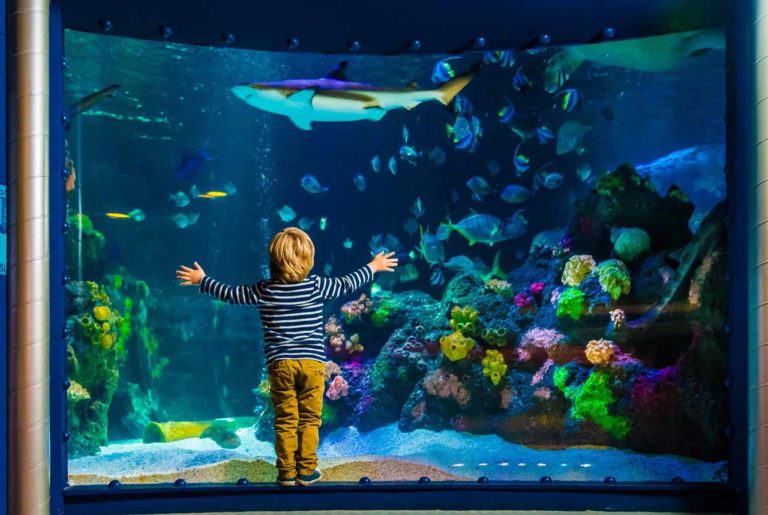 Das Aquarium SEA LIFE in Berlin