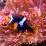 SEA LIFE (2)