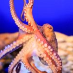 SEA LIFE (3)