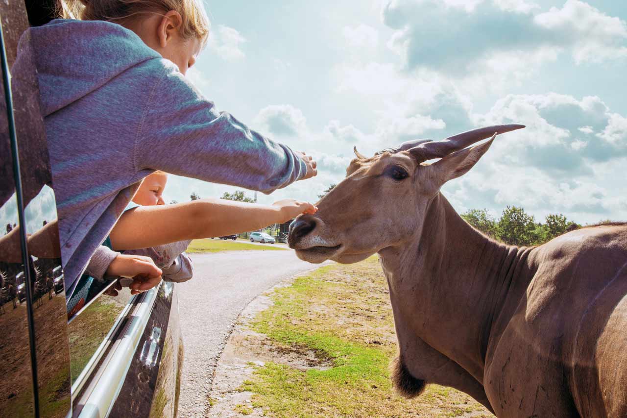 safari erlebnis deutschland