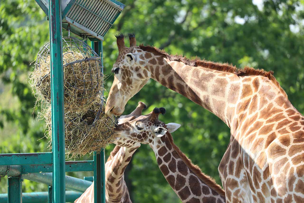 safari wildpark stukenbrock