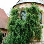 Tausendjähriger Rosenstock Hildesheim (1)