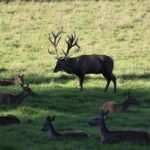 Wildfreizeitpark Oberreith (4)
