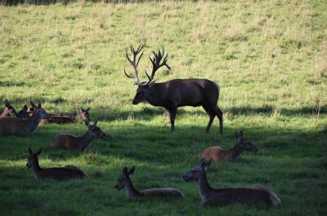 Wildfreizeitpark Oberreith