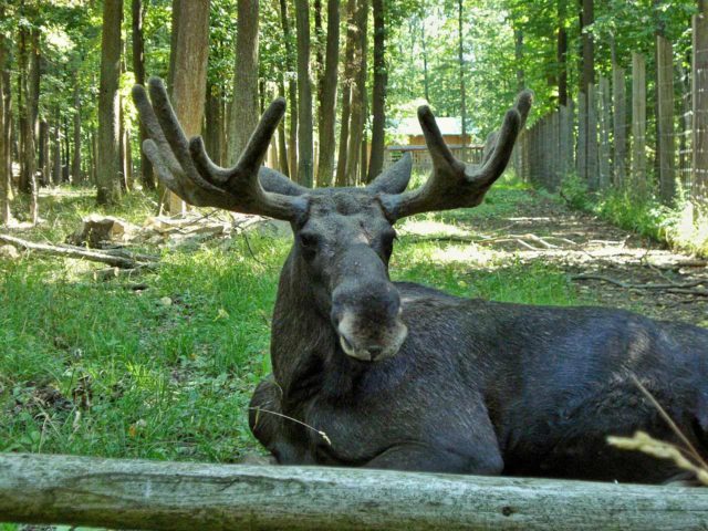 Wildpark an den Eichen Schweinfurt