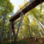 Baumwipfelpfad Rügen (3)