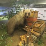 Bruno der bär Museum Mensch und Natur (1)