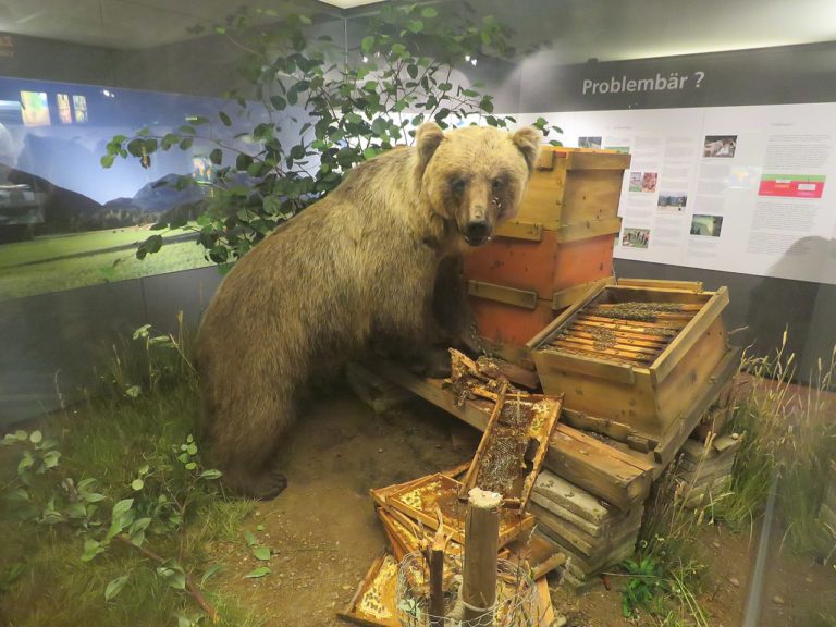 Bruno der bär Museum Mensch und Natur