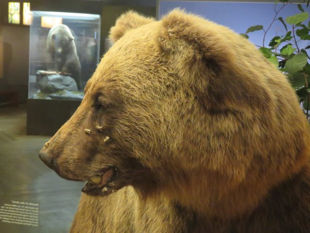 Bruno der bär Museum Mensch und Natur