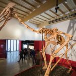 Dinosaurier-Park Altmühltal (2)
