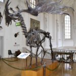 Jagd- und Fischereimuseum München (3)