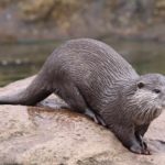 Otter-Zentrum Hankensbüttel (1)