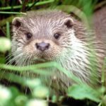 Otter-Zentrum Hankensbüttel (2)