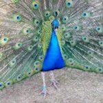 Pfaueninsel (5)