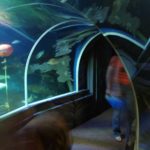 SEA LIFE Berlin (1)