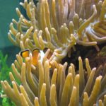 SEA LIFE Berlin (2)