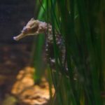 SEA LIFE Berlin (4)