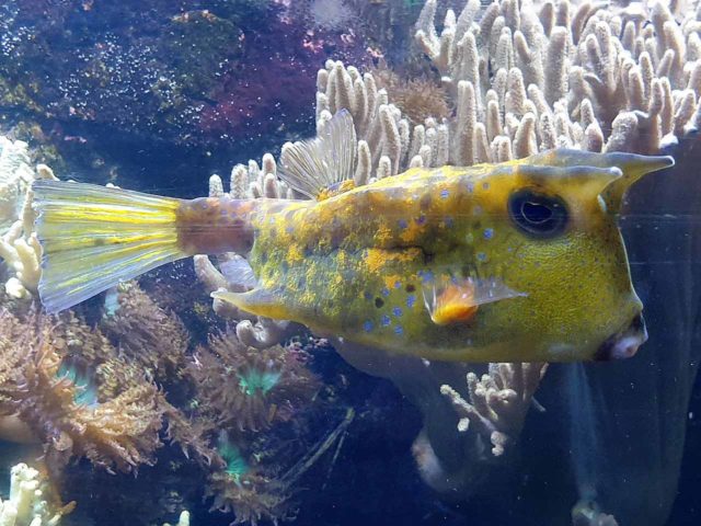 SEA LIFE Hannover
