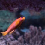SEA LIFE Hannover (3)