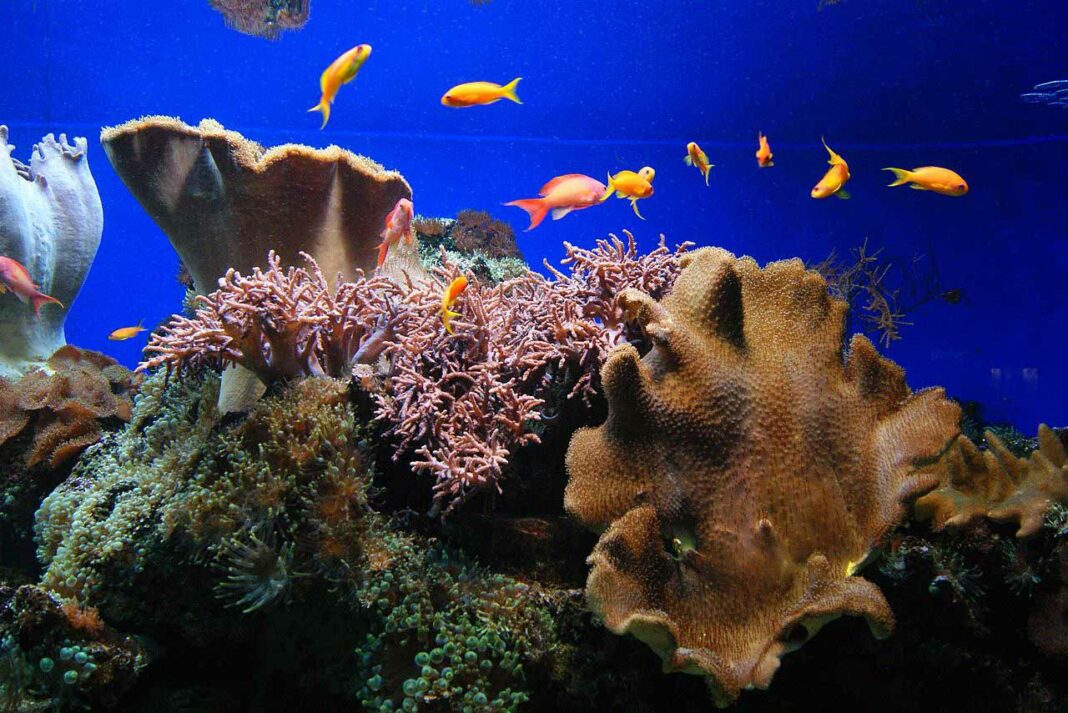 SEA LIFE-Aquarium in Königswinter | Deutschland mal anders