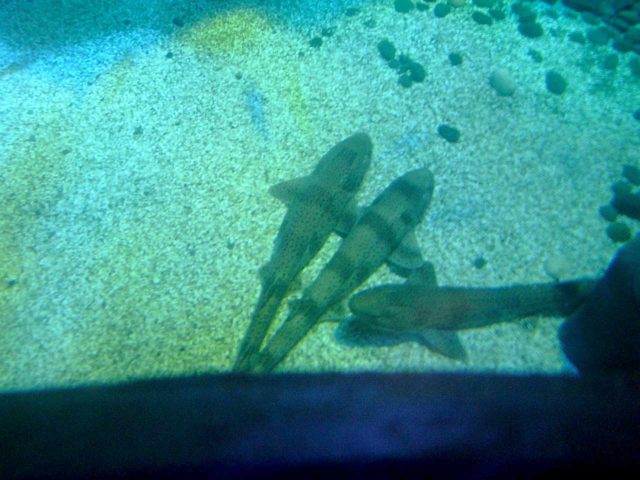 SEA LIFE-Aquarium in Königswinter | Deutschland mal anders