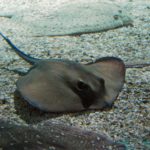 SEA LIFE Konstanz (4)
