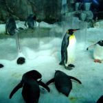 SEA LIFE Konstanz (6)