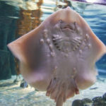 SEA LIFE Oberhausen (2)