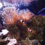 SEA LIFE Oberhausen (3)
