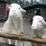 Waldzoo Offenbach (1)