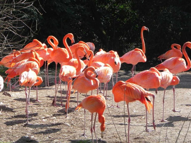Weltvogelpark Walsrode