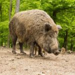 Wild- und Erlebnispark Daun (1)