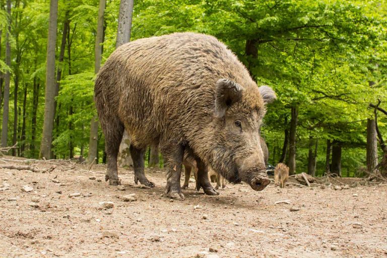 Wild- und Erlebnispark Daun