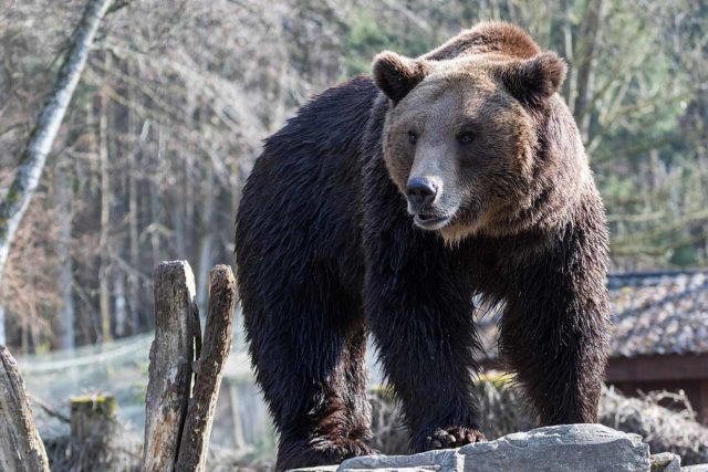 Wild- und Freizeitpark Allensbach (1) Wild- und Freizeitpark Allensbach