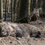 Wild- und Freizeitpark Allensbach (2)