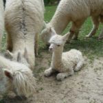 Wild- und Freizeitpark Westerwald (2)