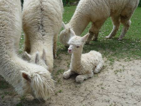 Wild- und Freizeitpark Westerwald